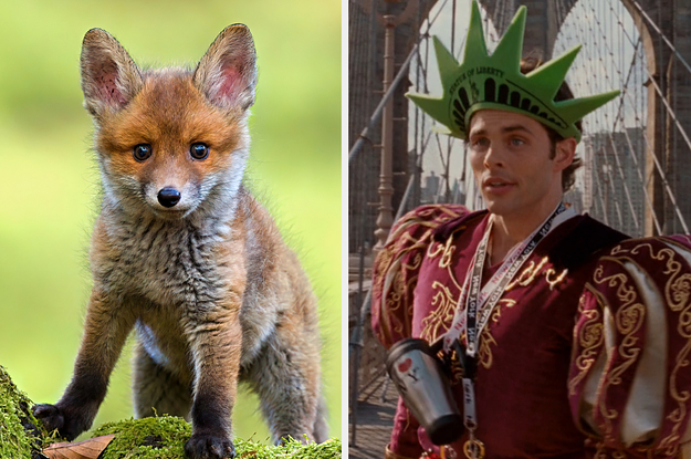 What Animal Are You Most Like Take A Trip Around The World To Find Out | SBM Global News