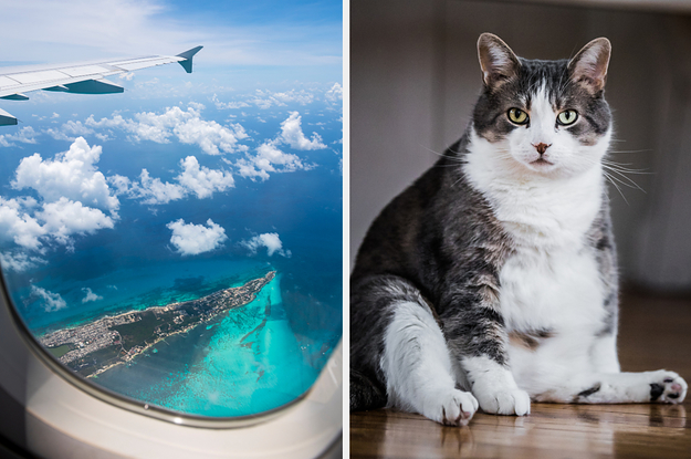 Plan Your Dream Vacation And Well Reveal Your Inner Animal | SBM Global News