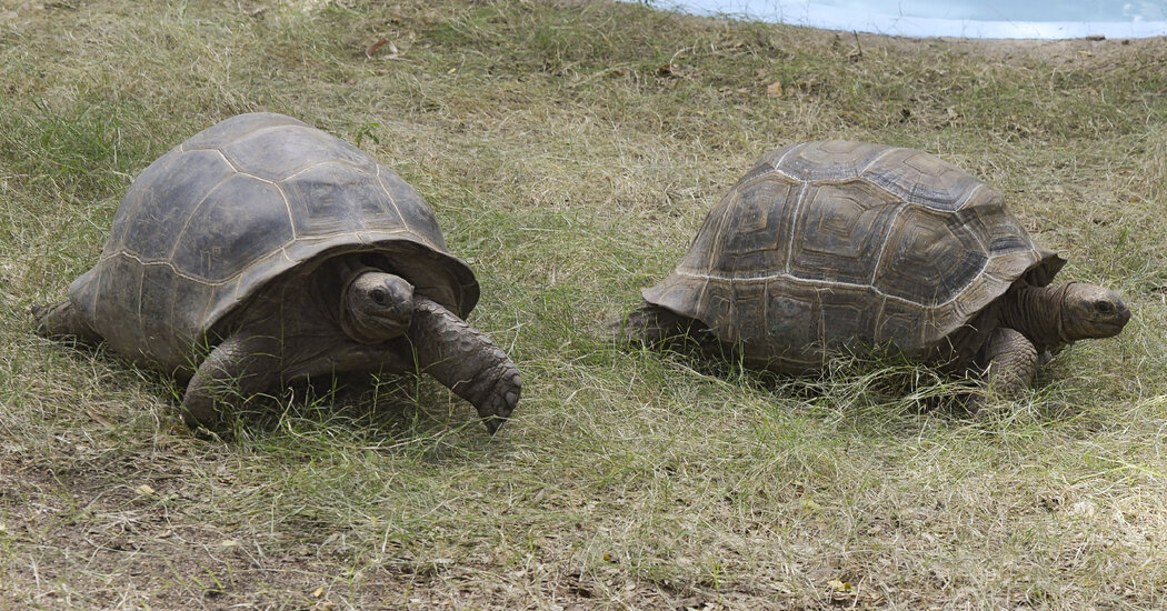 AnEnglishMysteryWhoKilled7GiantTortoisesinthejpg | SBM Global News