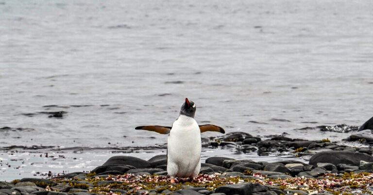 FirstBirdFluDeathsReportedInAntarcticPenguinsjpg | SBM Global News