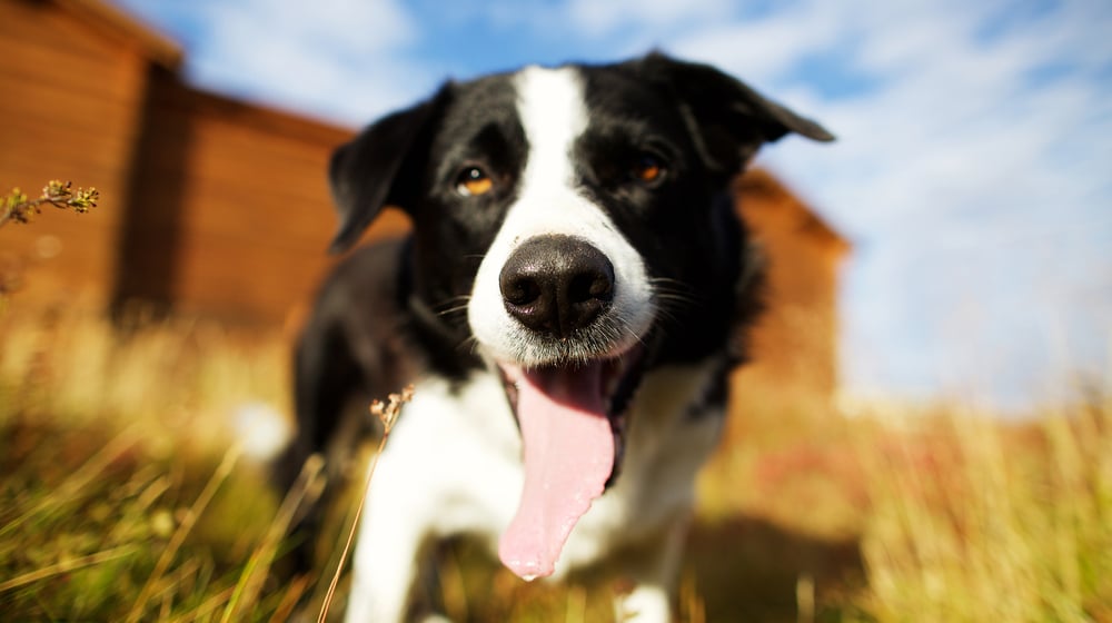 SocialMediaMarketingwithPets10ThingsYouMUSTKnowjpg | SBM Global News
