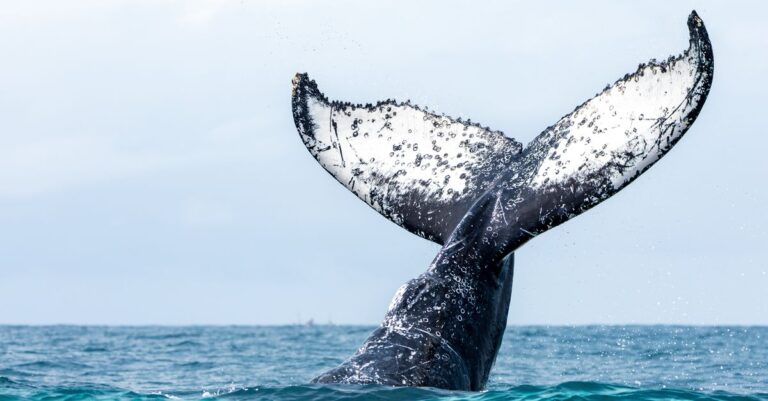 FirstPhotographsOfHumpbackWhaleSexFeatureTwoMalesjpeg | SBM Global News