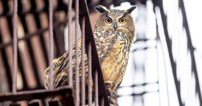 FlacotheOwlsYearofFreedomFromtheCentralParkjpg | SBM Global News