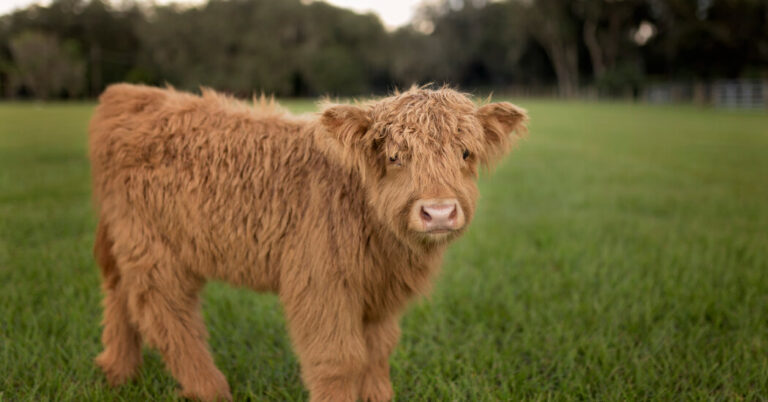 MerryChristmasIGotYouaTinyCowjpg | SBM Global News