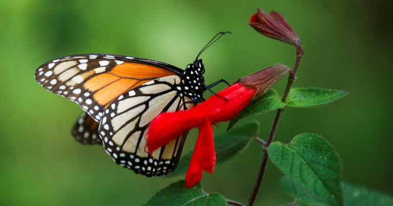 MonarchButterflyNumbersAreDownSharplyatWinteringAreasinjpg | SBM Global News