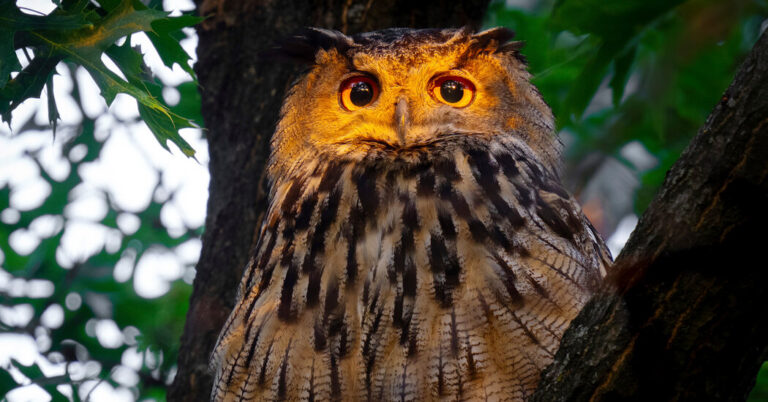 NewYorkMournsFlacoanOwlWhoInspiredasHejpg | SBM Global News