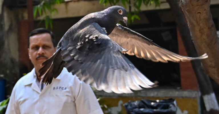 PigeonCollaredasaPossibleChineseSpyIsFreedAfterjpg | SBM Global News