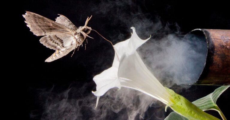 PollutedFlowersSmellLessSweettoPollinatorsStudyFindsjpg | SBM Global News