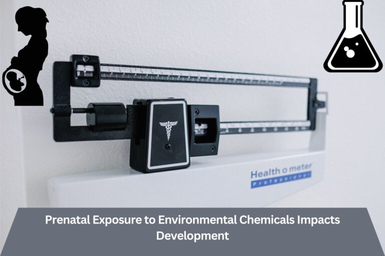 PrenatalExposuretoEnvironmentalChemicalsImpactsDevelopmentjpg | SBM Global News