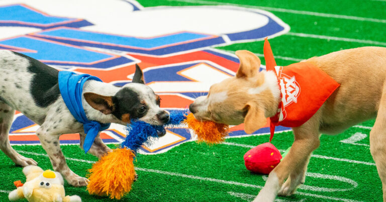 PuppyBowlXXBehindtheScenesattheSuperBowlsjpg | SBM Global News