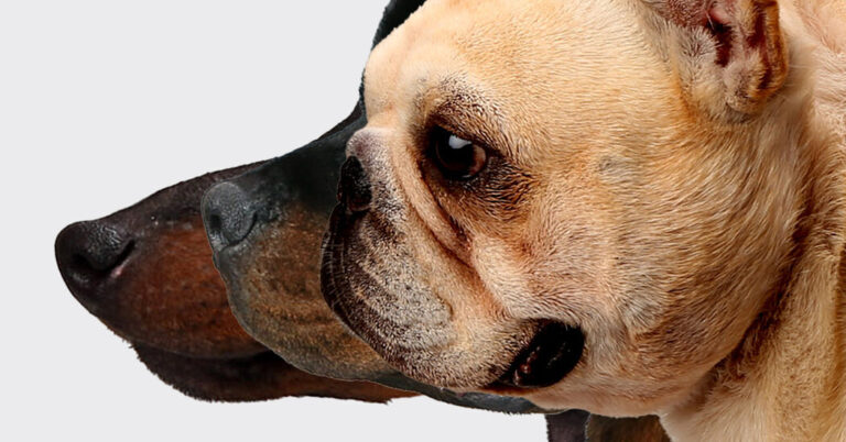 TheDogsThatLiveLongestbyaNosejpg | SBM Global News