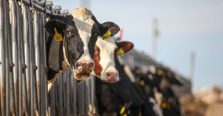 BirdFluSpreadstoDairyCowsjpg | SBM Global News