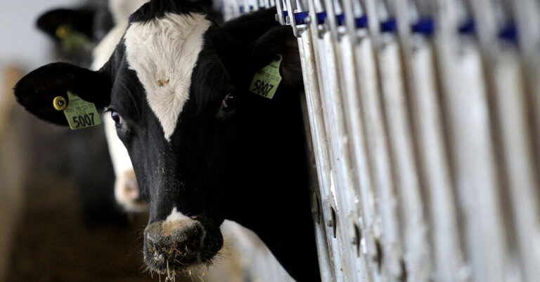 BeefTissuefromSickCowTestsPositiveforBirdFlujpg | SBM Global News