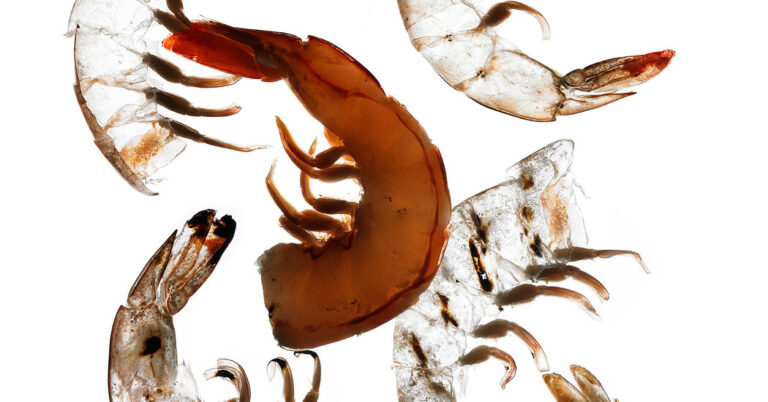 IsShrimpGoodforYouItsComplicatedjpg | SBM Global News
