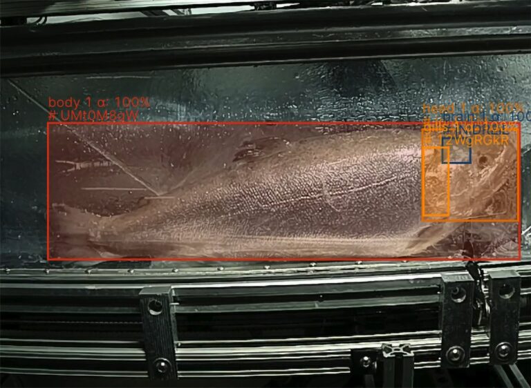 Shinkeishumanequalitypreservingfishharvestingtechcouldupendtheseafoodindustryjpg | SBM Global News
