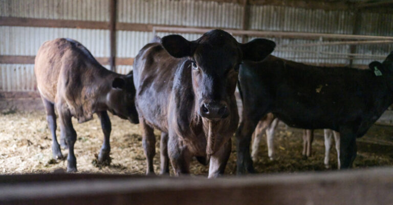 HowDoesBirdFluSpreadinCowsExperimentYieldsSomejpg | SBM Global News