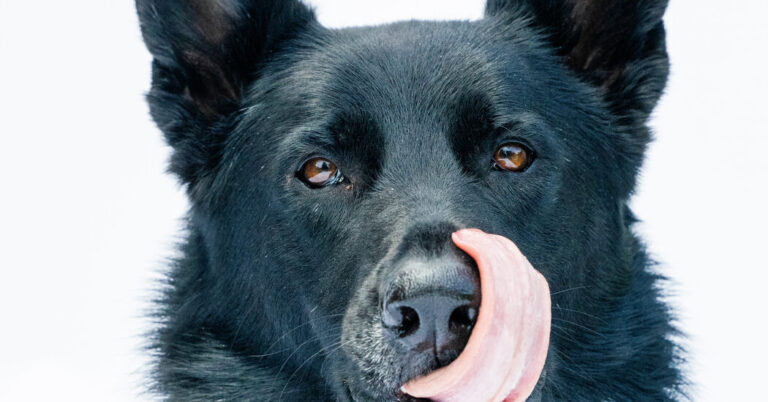HowScienceWenttotheDogsandCatsjpg | SBM Global News