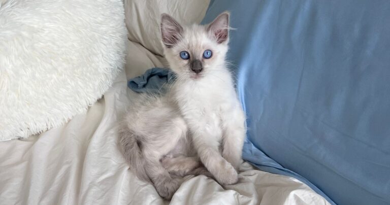 HowAFacebookGroupSavedMyDyingKittensLifejpeg | SBM Global News