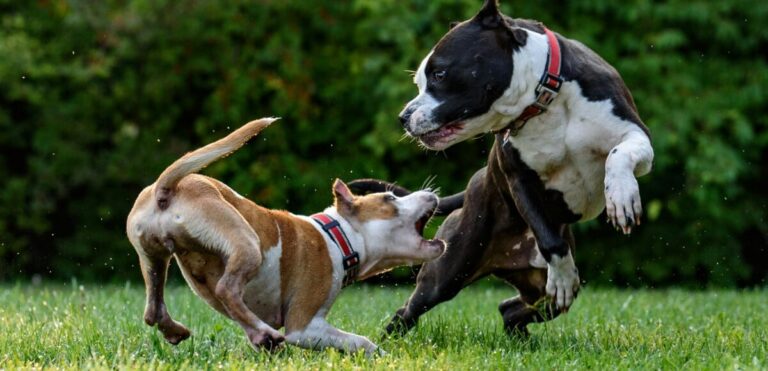 HowdogbitelawsintheUSSouthwestevolvedfromjpg | SBM Global News