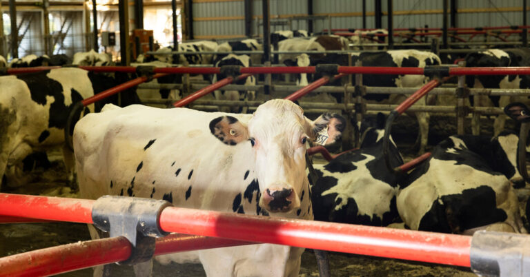 CowsHaveBeenInfectedWithaSecondFormofBirdjpg | SBM Global News