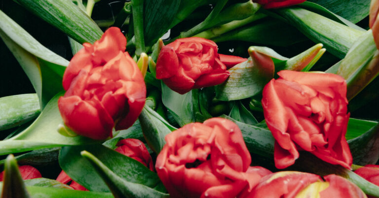 ShouldTulipsReplaceRosesforValentinesDayFloristsThinkSojpg | SBM Global News