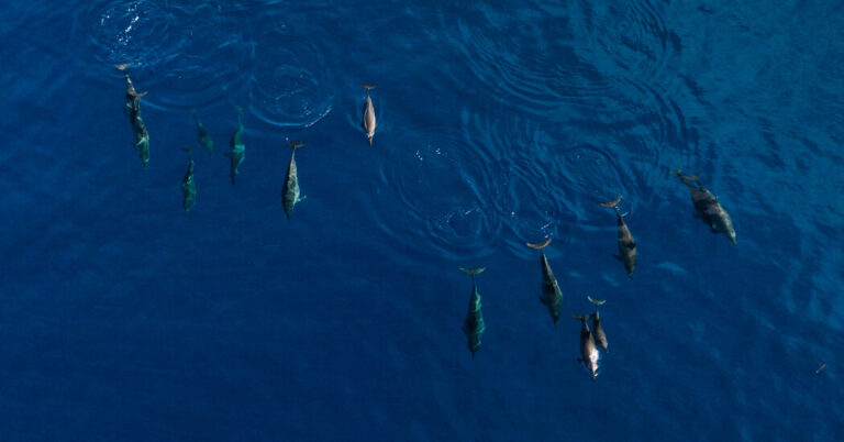 WhyTheseIslandersHuntDolphinsjpg | SBM Global News