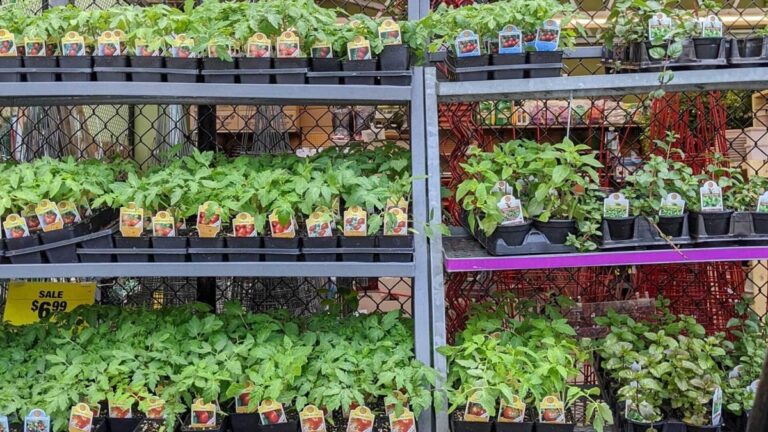 AStepbyStepGuidetoPlantingYourSummerVegetablesjpg | SBM Global News