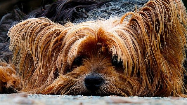DogtorDoolittleIndictedTheRiseandFallofAustinMendozasjpg | SBM Global News