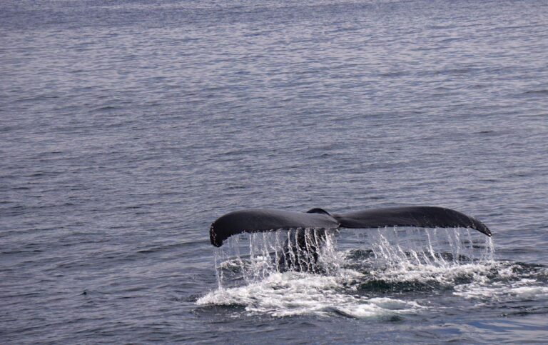 BeyondtheBigFiveDiscovertheWiderWorldofWildlifejpg | SBM Global News